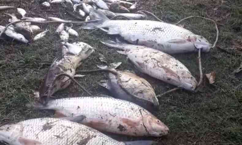Em Juatuba, esto morrendo cgados e peixes das espcies: cascudo, labari, curimat e mandi