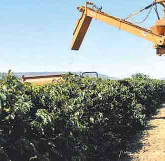 Plantao de caf em Minas: ganho de eficincia na produo de 14,5% foi um dos destaques do setor agropecurio do pas no terceiro trimestre(foto: MARIA TEREZA CORREIA/EM/D.A PRESS %u2013 26/7/12)