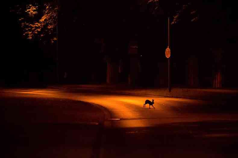 Uma lebre atravessa uma estrada  noite em Kassel, na Alemanha