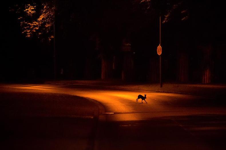 Uma lebre atravessa uma estrada  noite em Kassel, na Alemanha