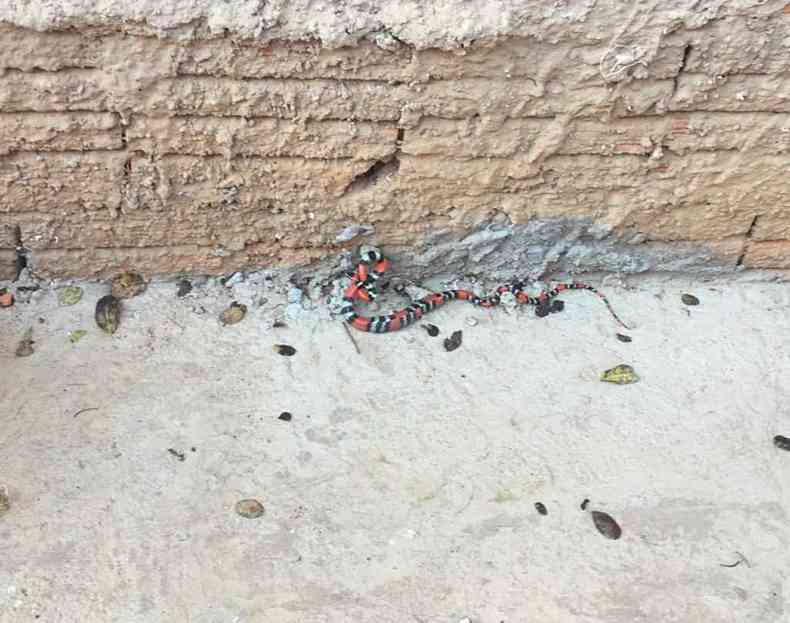 Cobra coral foi encontrada no quintal da casa, perto do muro(foto: Corpo de Bombeiros/divulgação)