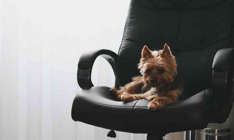 cachorro sentado na cadeira do escritrio