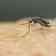 Dengue: presença do vírus faz mosquito picar mais as vítimas, diz estudo