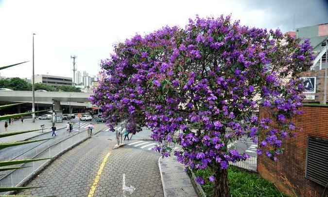 Nativa da mata atlântica, a árvore floresce a partir de dezembro, mas o período de maior predominância é fevereiro e março, coincidindo com o calendário religioso da quaresma(foto: Gladyston Rodrigues/EM/D.A PRESS) Nativa da mata atlântica, a árvore floresce a partir de dezembro, mas o período de maior predominância é fevereiro e março, coincidindo com o calendário religioso da quaresma(foto: Gladyston Rodrigues/EM/D.A PRESS)