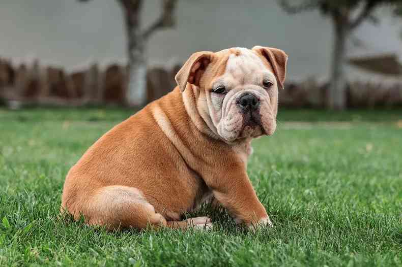 Buldogue ingls