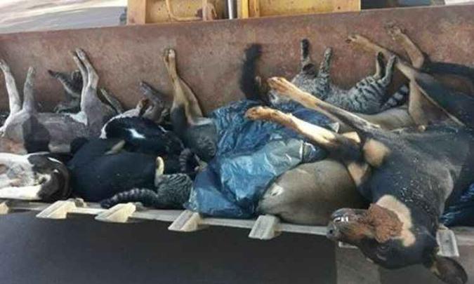 Prefeitura usou máquinas para recolher animais envenenados(foto: Prefeitura Municipal de Água Comprida/Facebook) Prefeitura usou máquinas para recolher animais envenenados(foto: Prefeitura Municipal de Água Comprida/Facebook)