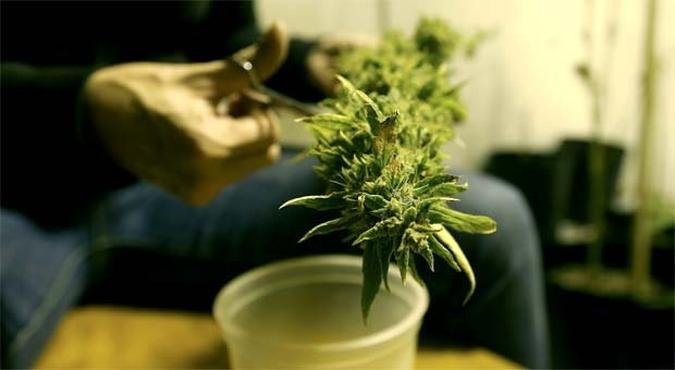 Homem mostra p� de maconha plantado em casa na cidade de Montevid�u, enquanto governo prepara implanta��o da lei que regula a produ��o e venda da droga no pa�s(foto: REUTERS/Andres Stapff)
