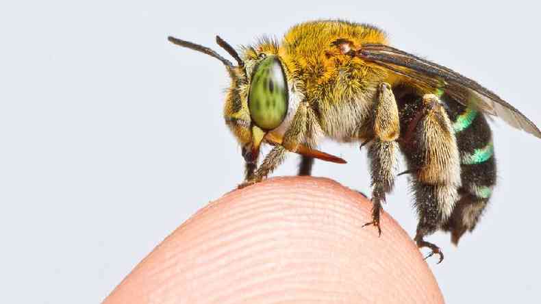 Existem milhares de espcies de abelhas, desde as menores at algumas do tamanho de um polegar(foto: Zestin Soh)