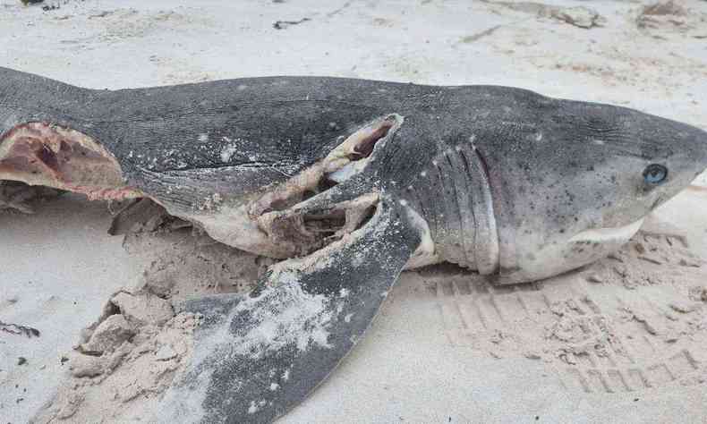Imagem do tubaro morto na praia