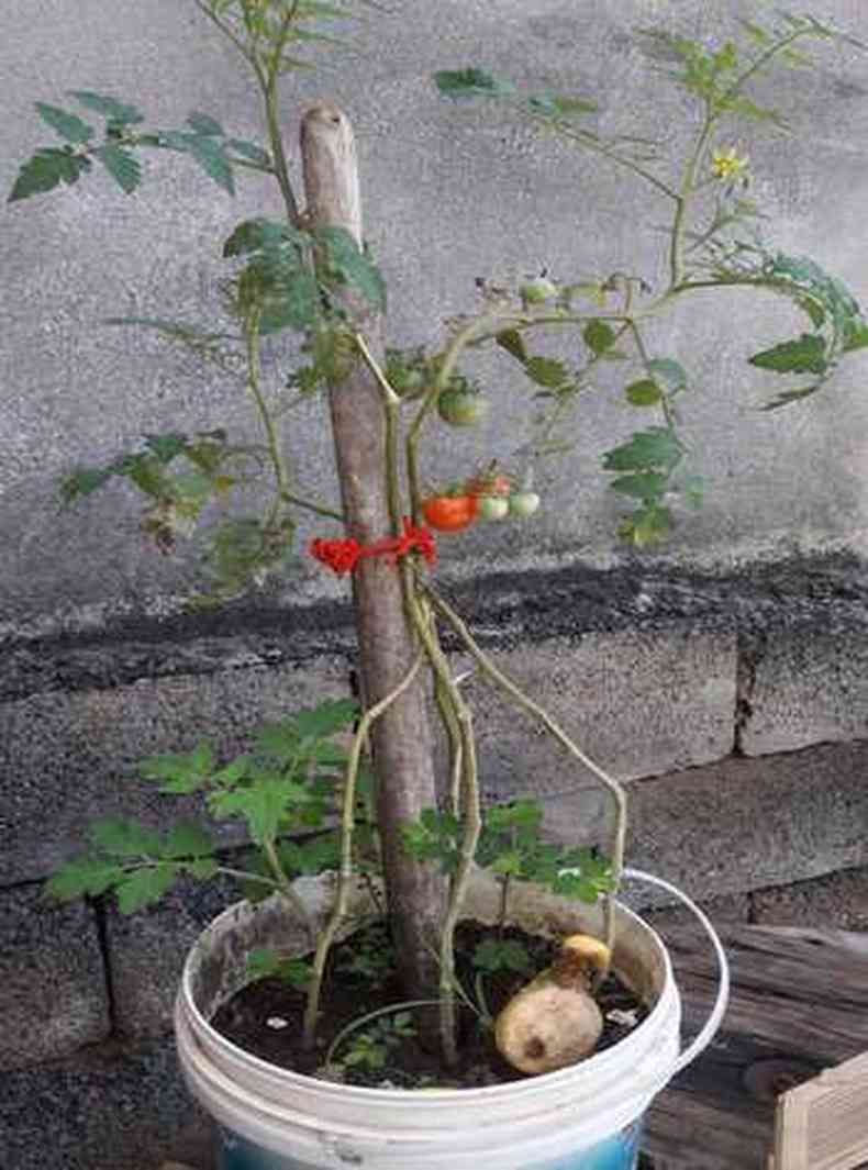 Horta com tomates e cebolinhas plantadas em casa, com o projeto da professora Paula Ramos(foto: Arquivo pessoal )