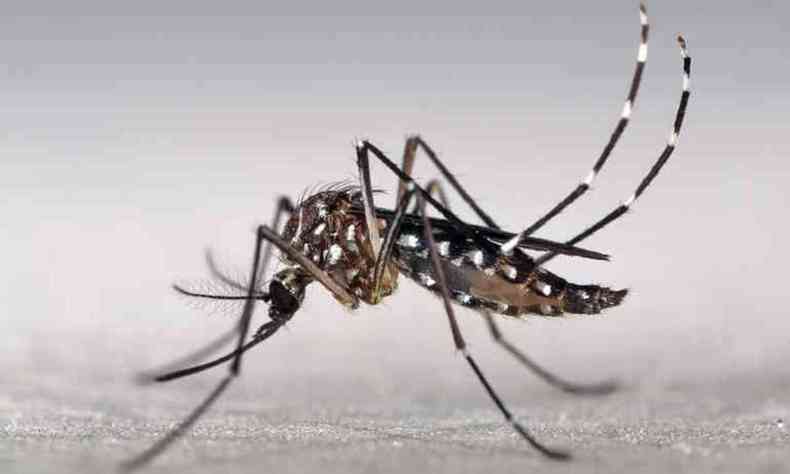 mosquito Aedes aegypti