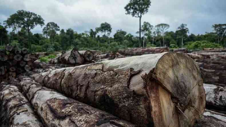 Diversas terras indgenas sofrem com impactos causados por grandes empresas(foto: Felipe Werneck/Ibama)
