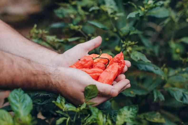 pimenta indiana bhut jolokia