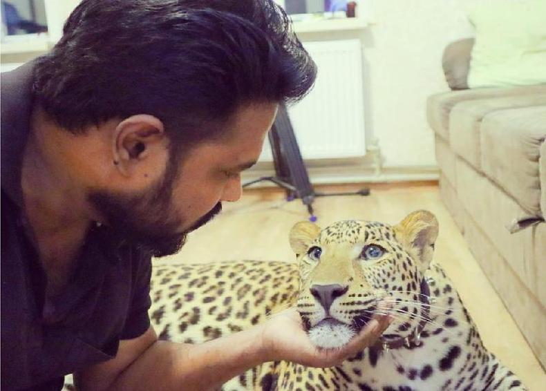 Patil diz que não voltará à Índia sem seus animais de estimação(foto: Girikumar Patil) Onça-pintada