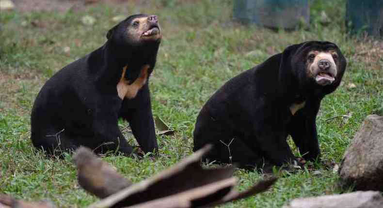 Ursos-malaios fazem parte da rica e ameaada fauna no pas(foto: Hoang Dinh Nam)