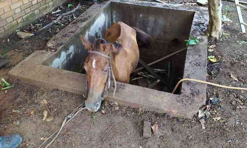 Cavalo havia cado dentro de uma fossa de aproximadamente 1,5 metro de profundidade em Araguari(foto: CBMG/Divulgao )