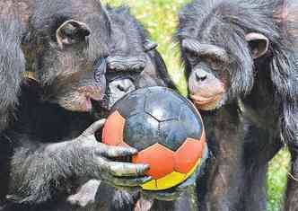 Chimpanzs observam bola em parque da Alemanha: machos da espcie costumam cultivar amizades duradouras, mas podem virar inimigos(foto: PETER STEFFEN/AFP)