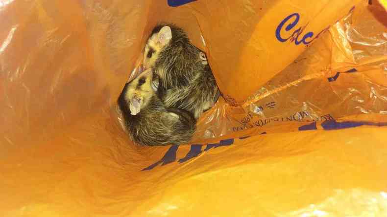Animais estavam abrigados em sacola plstica(foto: Divulgao/CBMMG)
