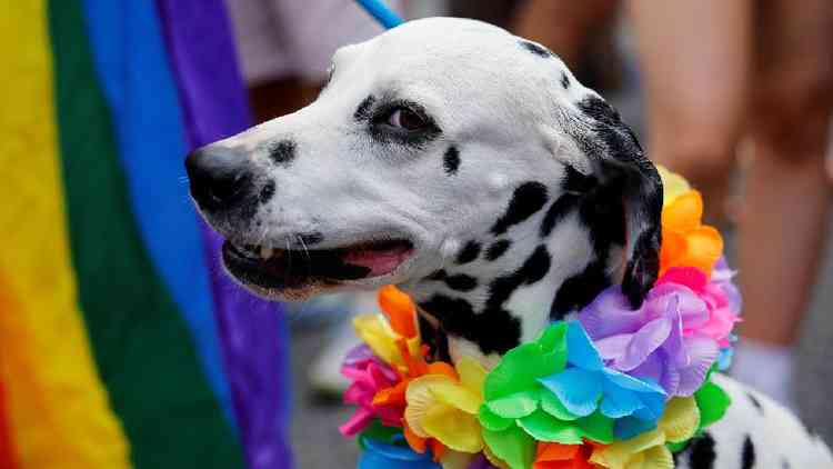 Cachorro na parada gay de Dublin (Irlanda)