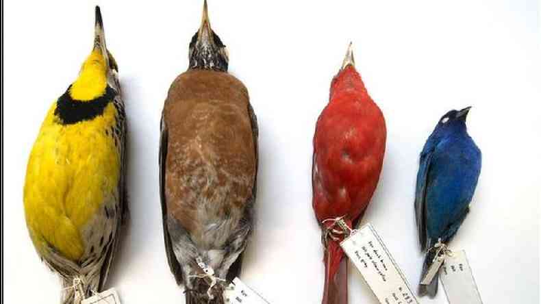 Pssaros mortos no Fild Museum