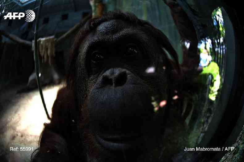 A orangotango Sandra  vista no zoolgico de Buenos Aires, em 22 de dezembro de 2014