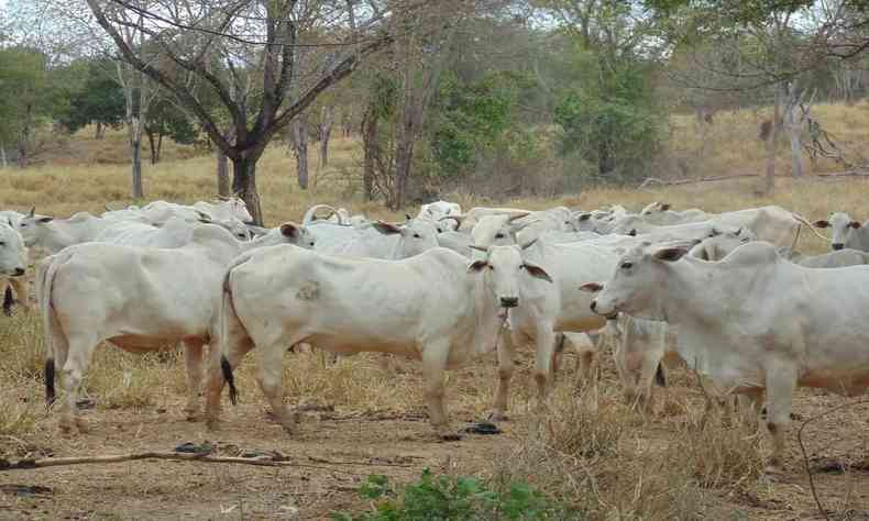 gado em uma zona rural