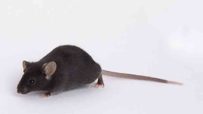 Ratos de laboratrio 'comuns' no so infectados pelo novo coronavrus - por isso as pesquisas usam animais geneticamente modificados(foto: The Jackson Laboratory (JAX))
