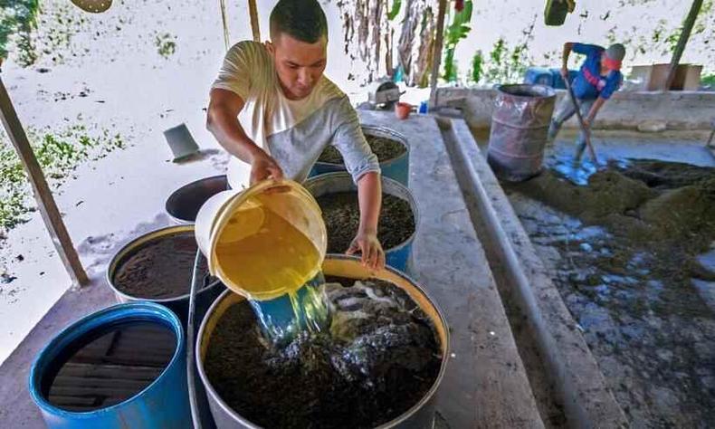 Homens trabalham na produo da pasta-base de coca em laboratrio na Colmbia(foto: Raul ARBOLEDA / AFP)