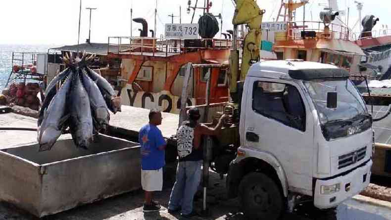 Atum sendo descarregado para ser exportado em Majuro(foto: Getty)