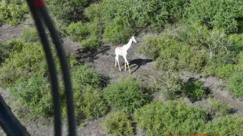 Dispositivo de rastreamento por GPS foi colocado em um dos chifres dela no dia 8 de novembro(foto: Hirola Conservancy)