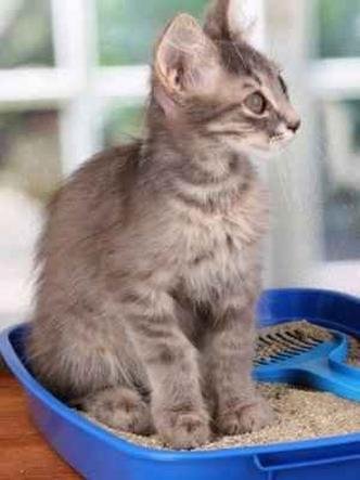 (foto: Reprodu��o)