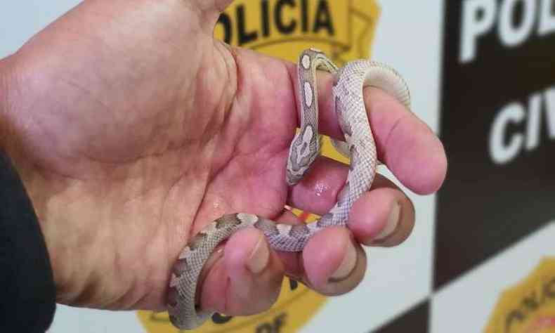 Duas das cinco cobras apreendidas so do estudante Pedro Krambeck, que foi picado por uma naja