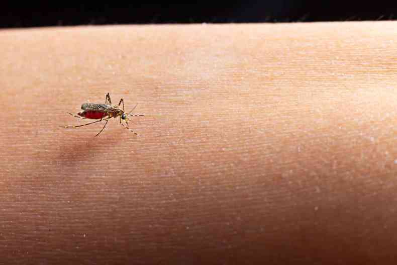 O mosquito Aedes aegypti  o transmissor da dengue, zika e chikungunya(foto: Freepik)