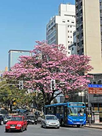 Sombra florida: espcie nativa da regio amaznica se adaptou bem a Belo Horizonte, onde  a mais abundante, com quase 10 mil rvores