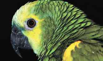 Papagaio domesticado  excelente imitador, mas no sabe o significado das palavras(foto: Papagaio domesticado/Reproduo da internet)