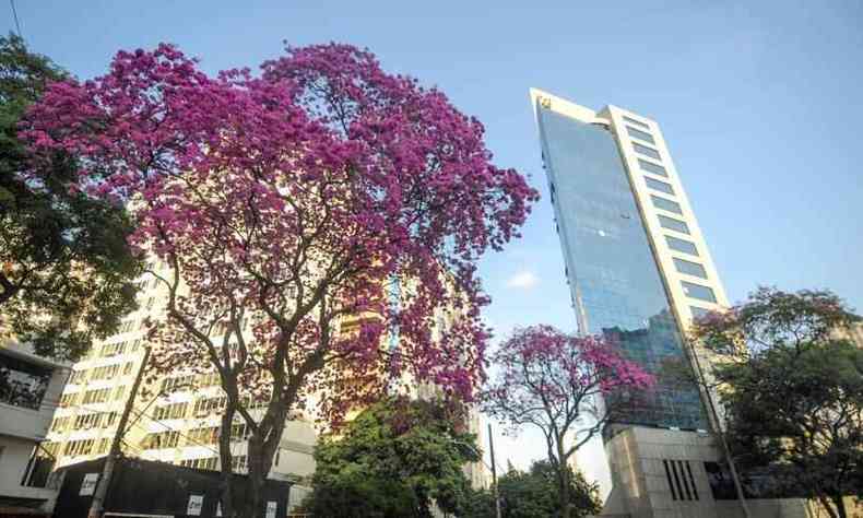 rvore de Ip na Avenida Afonso Pena, Regio Central da capital(foto: Leandro Couri/EM/D.A. Press)