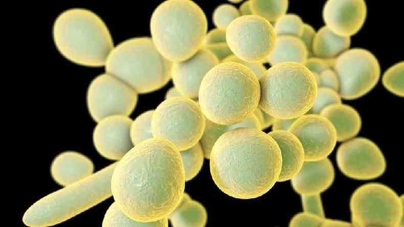O Candida auris  um fungo que cresce como levedura(foto: Science Photo Library)